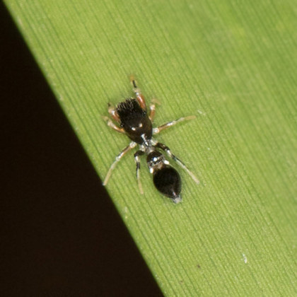 Jumping Spider (Ligonipes semitectus) (Ligonipes semitectus)